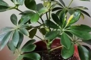 鹅掌柴花的养护指南（如何正确养护鹅掌柴花）