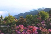 杜鹃花的生长环境与特点（探究杜鹃花的生长条件和特征）