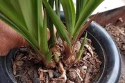 如何种植兰花？（室内种植攻略，兰花种植环境要求）
