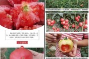 番茄的外形与特征（探究番茄的形态、颜色和口感特点）