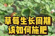 草莓生长条件与环境