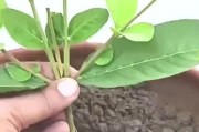如何养好盆栽番石榴（宝贝番石榴，精心呵护关键在此）