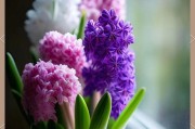 以风信子的颜色为主题的文章（探索风信子花朵色彩的奇妙之处）