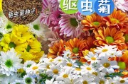 如何种植菊花种子（详细步骤指南，让你轻松种出美丽的菊花）