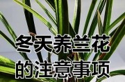 如何处理兰花开花后的枯萎问题（保护兰花，让它绽放更久）