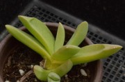 如何养成千佛手多肉老桩造型（打造别具一格的多肉盆景，让生活更有艺术感）