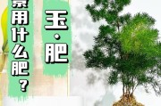 盆栽养护之科学施肥（如何正确给盆栽植物施肥，保持健康茂盛生长）
