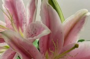 狐尾百合养殖指南（打造花坛中的绚丽之星）