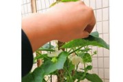 葫芦开花后的处理方法（保持葫芦生长的质量和效益）