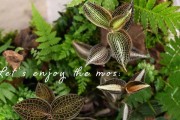 探秘苔藓（从苔藓的分类到生长习性，一切尽在掌握）