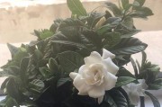 室内养护必读，如何让你的桅子花焕发生机（桅子花适合在室内养吗？如何正确养护？）