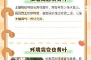 长寿花叶子干枯掉落的原因与处理方法（探究长寿花叶子干枯掉落的主要原因，以及有效的处理方法）