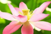 莲花养护全攻略（如何养护莲花，让它开出更多的花朵？）