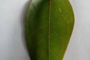 解密神秘的冰子（探究冰子的起源、特征和药用价值）