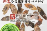 黄花梨种子的种植技巧（一步步教你如何种出健康的黄花梨苗）
