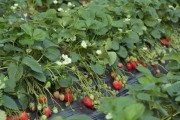 韭菜籽亩产量多少斤？（解密韭菜籽亩产量，种植技巧与注意事项。）