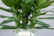 荷花竹（荷花竹的养殖方法和养护要点）