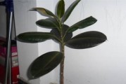 橡皮树根系的强大力量（揭秘橡皮树根系的发达奥秘）