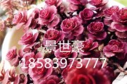 小球玫瑰锦（绚丽多彩的小球玫瑰锦令人陶醉）