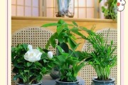 绿植移盆后为什么要及时浇水？（绿植移盆的注意事项，浇水是其中重要环节）