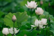 荷花的种类、生长和特点（探究荷花的品种、生长环境及美丽特点）