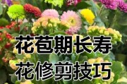 长寿花如何快速开花（提高开花率的有效方法）