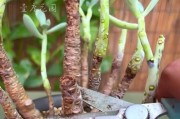多肉枯萎掉叶子的补救方法（解决多肉枯萎的技巧与建议）