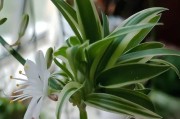 垂吊好种花卉大盘点（轻松打造空中花园，垂吊花盆也能美得出奇迹！）