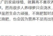 啤酒水浇茶花的正确方法（茶花的喜好与啤酒水的功效）