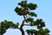 柏树的生长环境及生长地方条件（探寻柏树生长之谜）