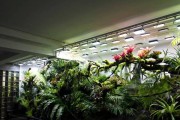 办公楼适合放什么植物？（如何选择适合的植物进行装饰）