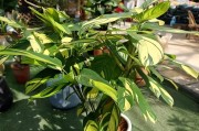 翠叶竹芋的养殖方法与注意事项（打造宜人空气的绿色居家环境）