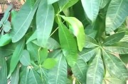 如何挽救发财树树枝干枯的情况（教你有效抢救发财树，让它重新焕发生机）