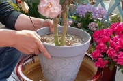 茶花怎么养才开花（茶花的养护与开花技巧）