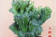多肉植物玉麒麟的养护指南（打造健康繁茂的玉麒麟，让生活充满绿意）