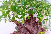 杜鹃花移栽的最佳时机（春天移栽花开更美）