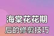 海棠花开败了怎么样修剪（打造美丽海棠花园的秘密技巧）