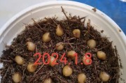以君子兰有花种子怎么种？（种植君子兰有花种子的步骤和技巧）