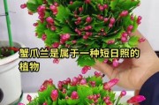 如何培养蟹爪兰长出花骨朵（蟹爪兰花骨朵的育种技巧与护理要点）