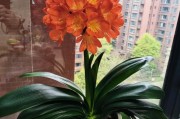 以君子兰苔藓养根，让花开得更美（探索君子兰与苔藓的奇妙组合，打造出独特的生长环境）