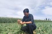 葱头的种植与养护（掌握正确时间，让葱头欣欣向荣）