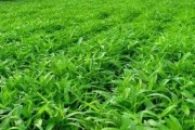 空心菜种植指南（季节、土壤、肥料、水分、病虫害防治、收获、食用方法）