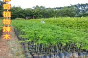 辣木种植指南（掌握最佳播种时间，丰收在望）