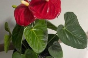 探秘红掌开花的奥秘（红掌开花的时间、条件和技巧）