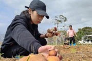 松茸采摘全攻略（掌握采摘季节，享受香味与营养）