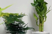 办公楼适合放什么植物？（营造健康舒适的办公环境，这些植物不容错过）