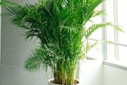 凤尾竹卷叶的处理方法（有效防治凤尾竹卷叶的措施）