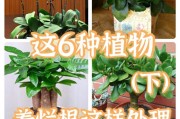 君子兰叶子坏了怎么办？（教你轻松修复君子兰叶子的方法）