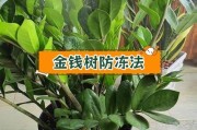 冬季如何管理金钱树的生长？（关键步骤与技巧，让你的金钱树在寒冷的冬季保持健康茂盛）