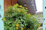黄钟花养护指南（-黄钟花，养护，花海）